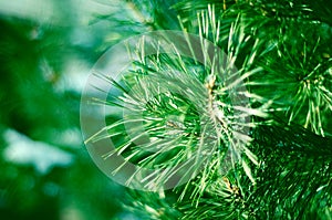 Coniferous evergreen pine branches closeup in winter forest toned image