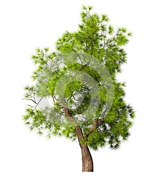 Coniferous evergreen spruce tree with a lush crown on a white background. Isolate oneself. 3D illustration