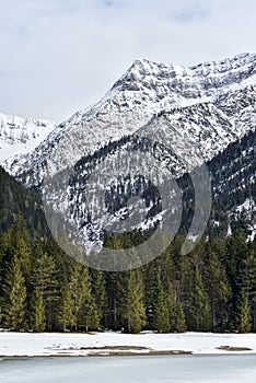 Coniferous flax on the background of the Alpine mountains