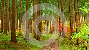 Coniferous forest in autumn