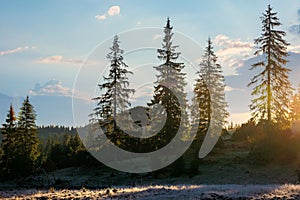 coniferous forest in autumn at sunrise