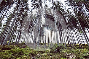 Jehličnatý les, Babia hora, Orava, Slovensko