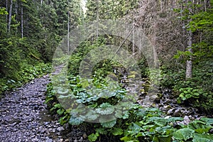 Coniferous forest in Belianske Tatras, Slovakia