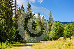 coniferous forest of the carpathian countryside in summer