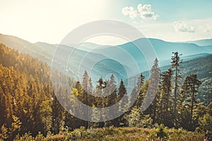 Coniferous forest on the Carpathians background.