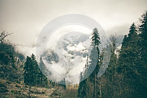 Coniferous Forest with cloudy Mountains