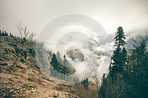 Coniferous Forest with cloudy Mountains Caucasus