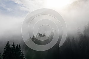 Coniferous forest covered with dense fog
