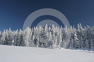Coniferous forest covered snow photo