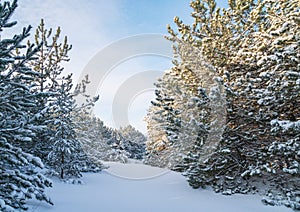 Coniferous forest covered with snow against a blue sky. Fairy tale on a winter day. Waiting for the Christmas miracle