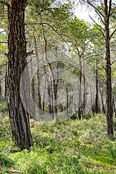 Coniferous forest in Cyprus. Beautiful Natural vertical Background. Landscape