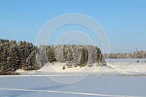 coniferous forest and field under the snow on a sunny day