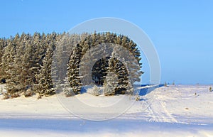 Coniferous forest and field under the snow on a sunny day