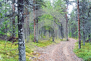 Coniferous forest in Finland, Europe, trees and undergrowth