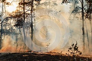 Coniferous forest in fire