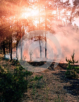 Coniferous forest in fire