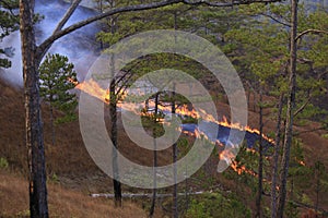 Coniferous forest in fire