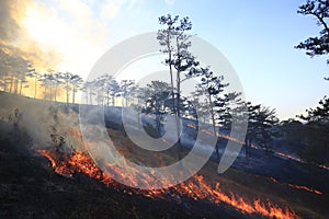Coniferous forest in fire