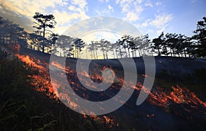 Coniferous forest in fire