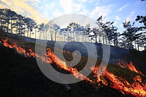 Coniferous forest in fire