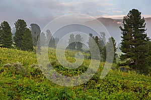 Coniferous forest in the fog on the slope of mountains. Altai Krai. photo