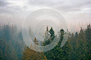 coniferous forest on a foggy day