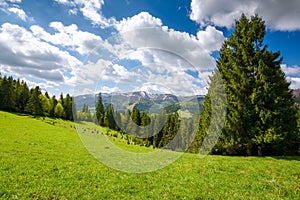 coniferous forest on the grassy hills and meadows of the carpathian countryside in spring