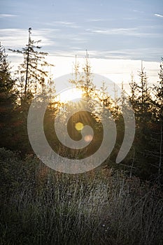 Coniferous forest, High Tatras mountain, Slovakia, sunrise scene