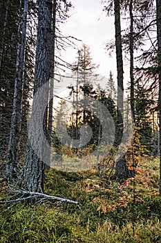 Ihličnatý les, Vysoké Tatry, Slovensko, jesenná scéna