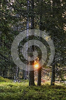 Coniferous forest, High Tatras mountains, Slovakia, sunrise scene