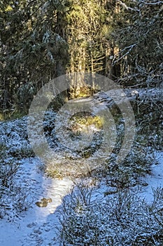 Coniferous forest, High Tatras, Slovakia, sunrise scene