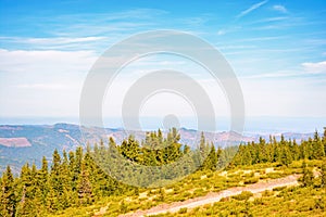 coniferous forest on the hill