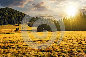 coniferous forest on the hill and meadow at sunset