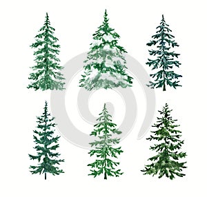 A coniferous forest illustration. Watercolor pine trees set. Hand-painted nature graphics
