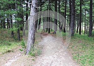 Coniferous forest Kennemerland