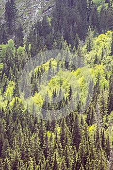 Jehličnatý les, Malá Fatra, Slovensko