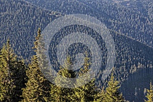 Coniferous forest, Low Tatras mountains, Slovakia