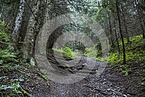 Jehličnatý les Nízké Tatry Slovensko