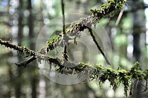 Coniferous forest. Moss on the branches of trees. Pines. A sunny day in the forest area. Bluer