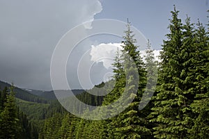 Coniferous Forest on the Mountain