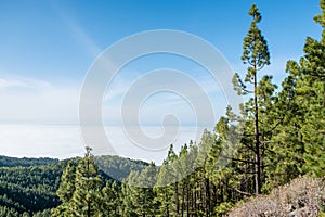 Coniferous forest in mountain landscape above clouds
