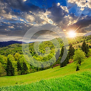 Coniferous forest on a mountain slope at sunset