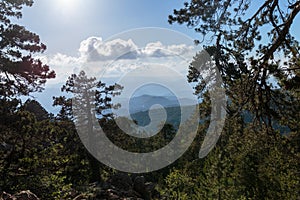 Coniferous forest in the mountains and peaks view