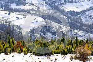 Coniferous forest in the mountains in winter.