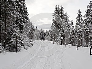 Coniferous forest near the village Vorderriss Bavaria