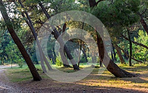 Coniferous forest park at sunset light