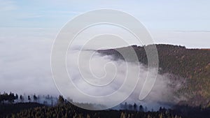 Coniferous forest rises from the impermeable morning mist clinging to the lowlands