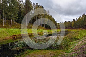 Coniferous forest on the shore of the lake in cloudy weather