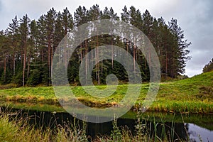 Coniferous forest on the shore of the lake in cloudy weather