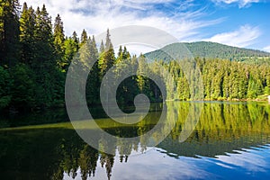 coniferous forest on the shore reflecting in the water